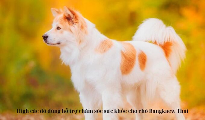 High các đồ dùng hỗ trợ chăm sóc sức khỏe cho chó Bangkaew Thái