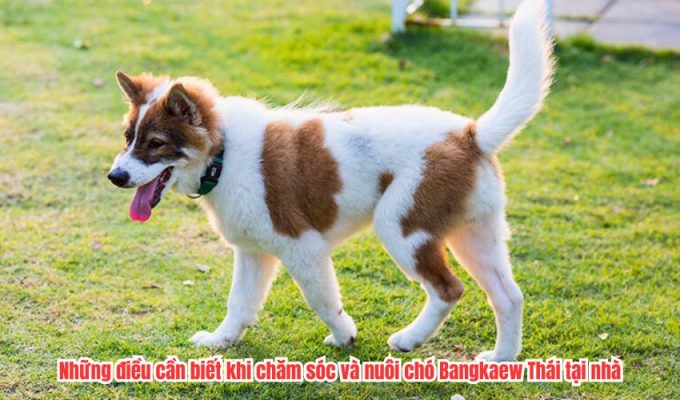 Những điều cần biết khi chăm sóc và nuôi chó Bangkaew Thái tại nhà