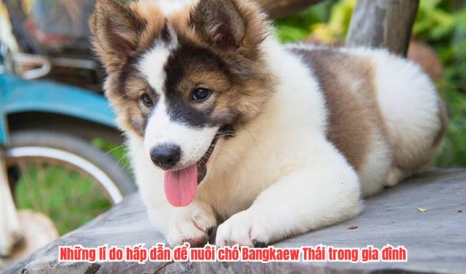 Những lí do hấp dẫn để nuôi chó Bangkaew Thái trong gia đình