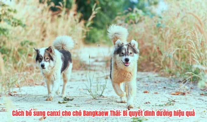 Cách bổ sung canxi cho chó Bangkaew Thái: Bí quyết dinh dưỡng hiệu quả