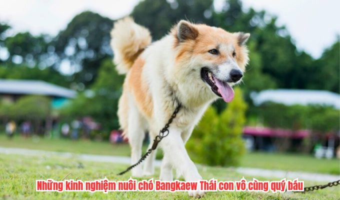 Những kinh nghiệm nuôi chó Bangkaew Thái con vô cùng quý báu