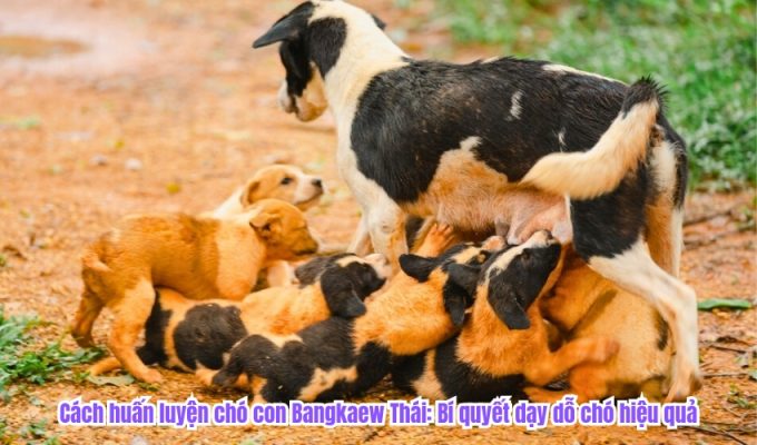 Cách huấn luyện chó con Bangkaew Thái: Bí quyết dạy dỗ chó hiệu quả