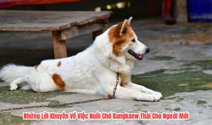 Những Lời Khuyên Về Việc Nuôi Chó Bangkaew Thái Cho Người Mới