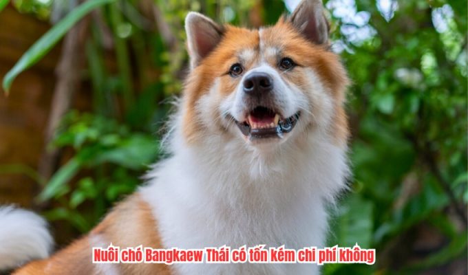 Nuôi chó Bangkaew Thái có tốn kém chi phí không